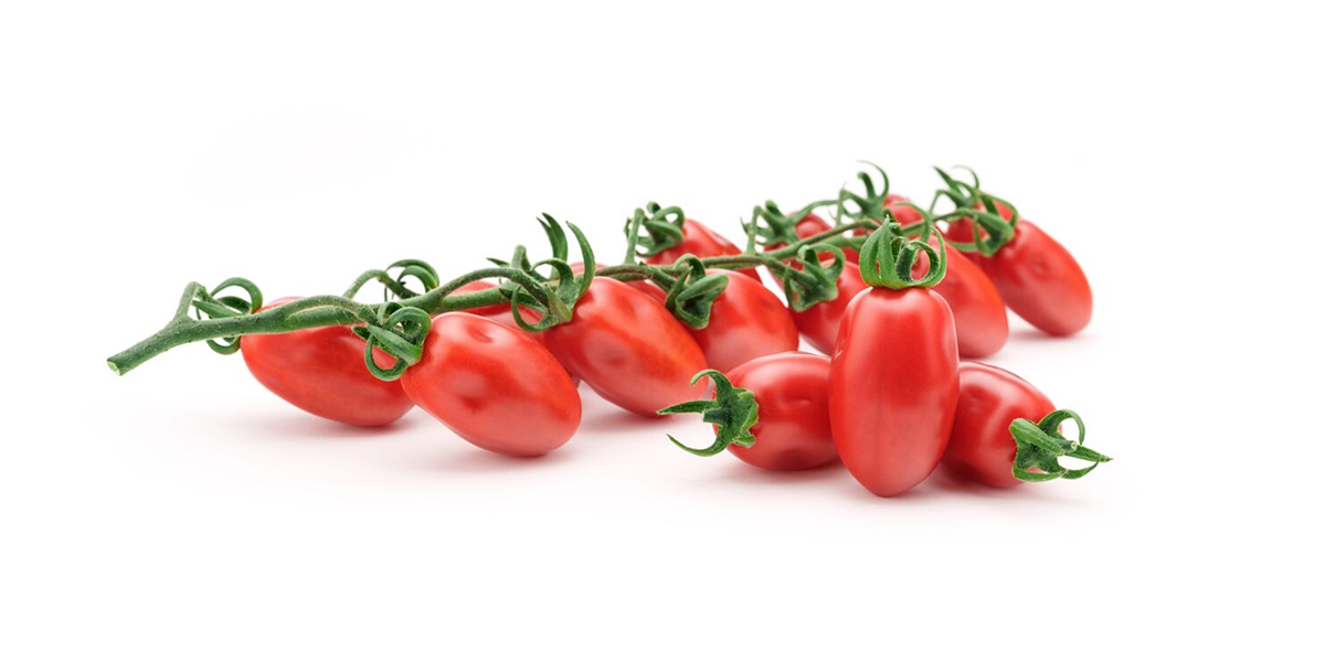 Furbetto RZ: il nuovo datterino resistente al Tomato Brown